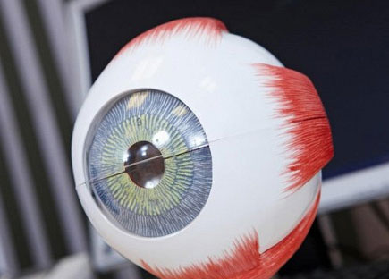 Ученые создали мягкую искусственную сетчатку глаза.