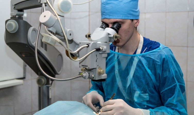 В Петербурге спасли зрение кошке, имплантировав донорскую роговицу собаки