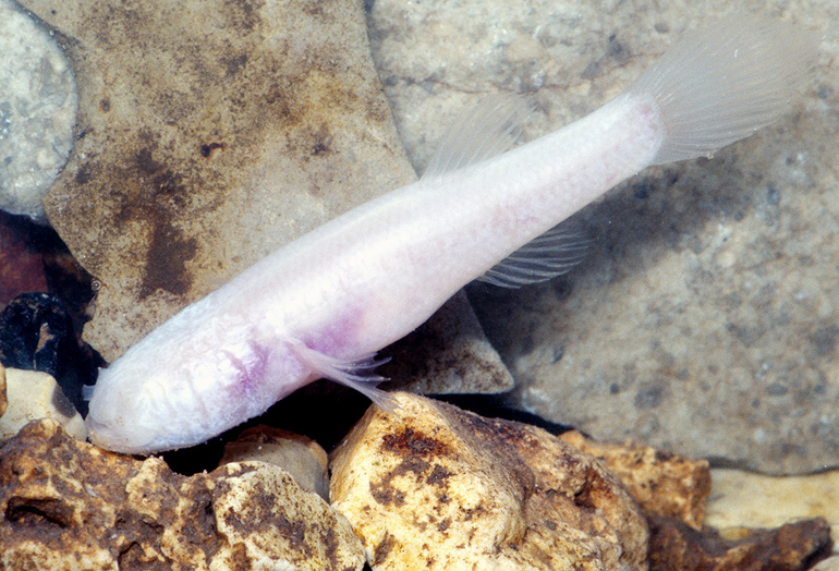 Выяснилось, почему некоторые рыбы потеряли зрение в процессе эволюции