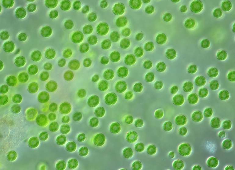 Синтезированный ген из водорослей поможет вернуть зрение
